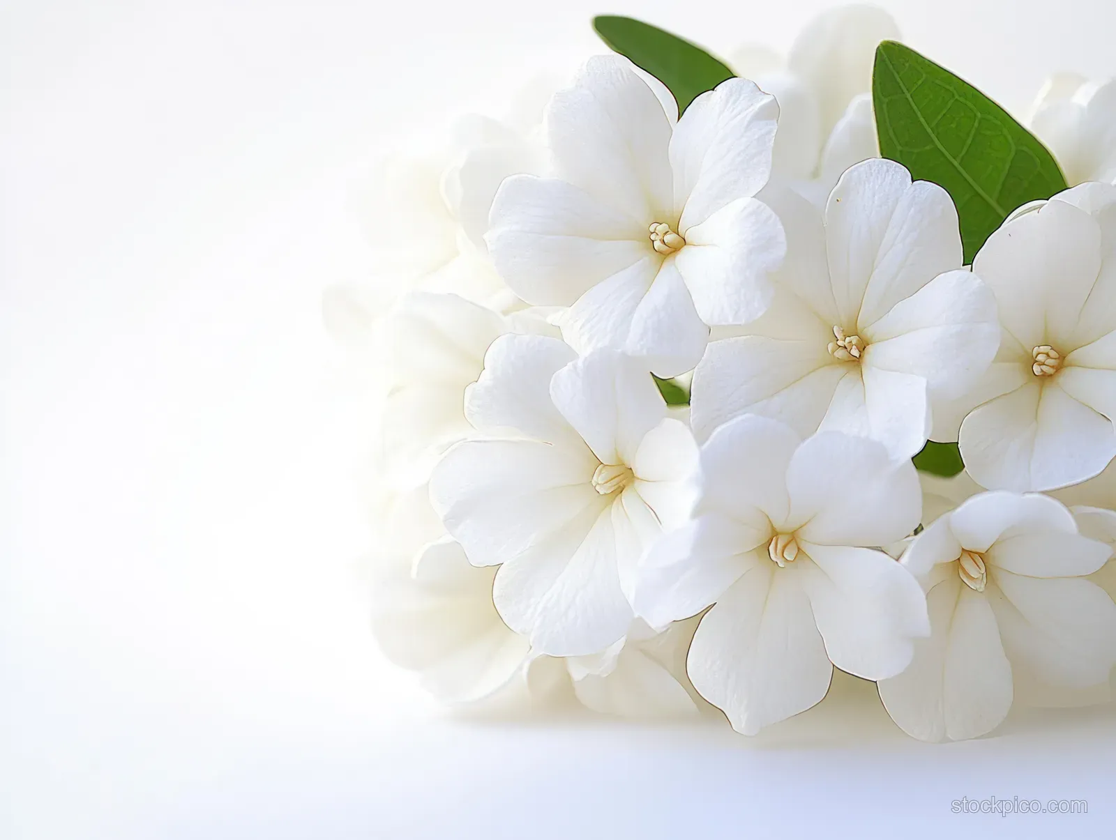 White jasmine blossoms and green leaves arranged as a wedding bouquet in soft daylight closeup.