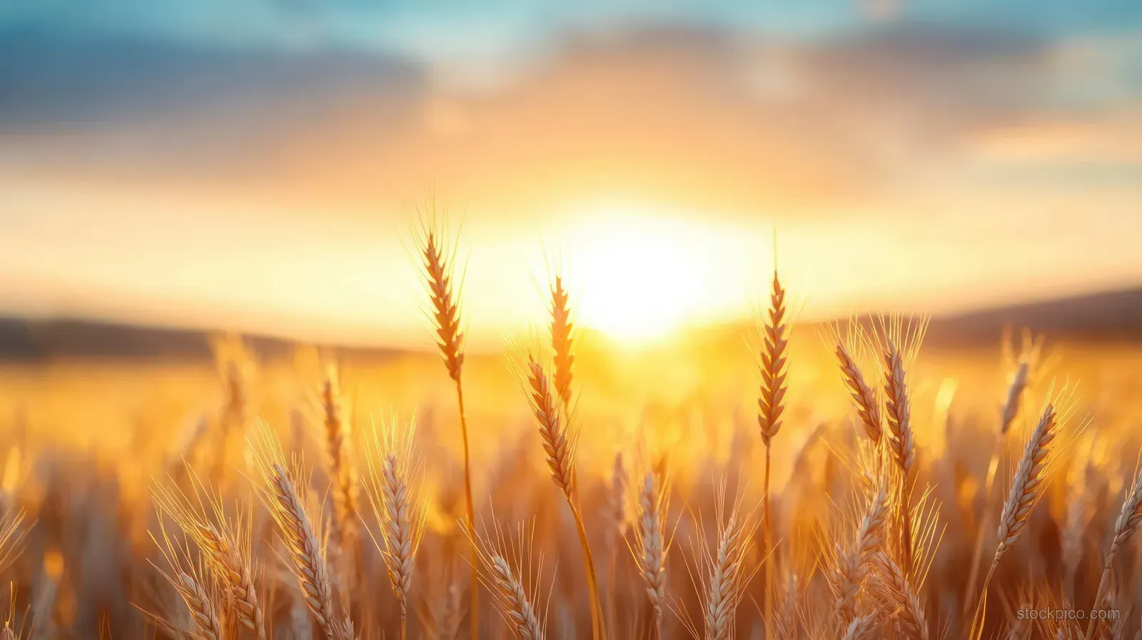 Golden wheat stalks in a field beneath a warm sunrise sky.