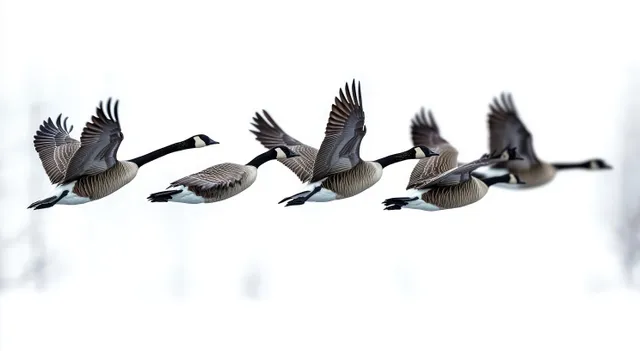 Five Canada geese fly in V formation across a bright snowy white background.