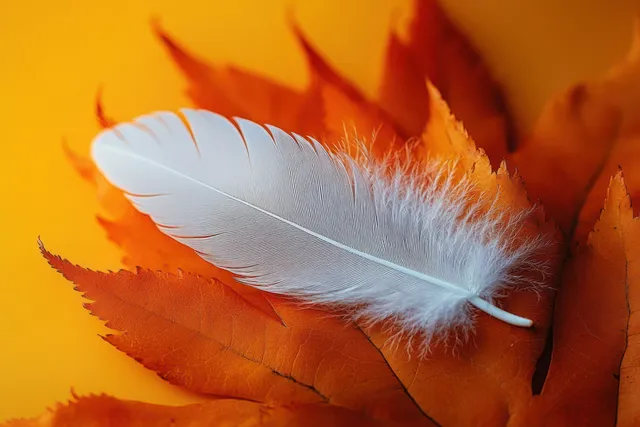 A white feather rests on orange maple leaves with soft warm autumn lighting.