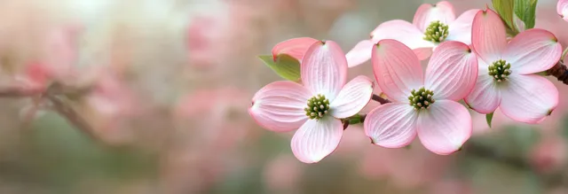 Light pink blossoms with green centers on a tree branch against a softly blurred background.