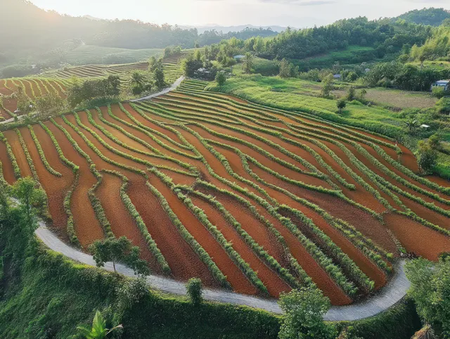 Drone view of terraced rice paddies in Yogyakarta with winding irrigation channels and sunrise glow.
