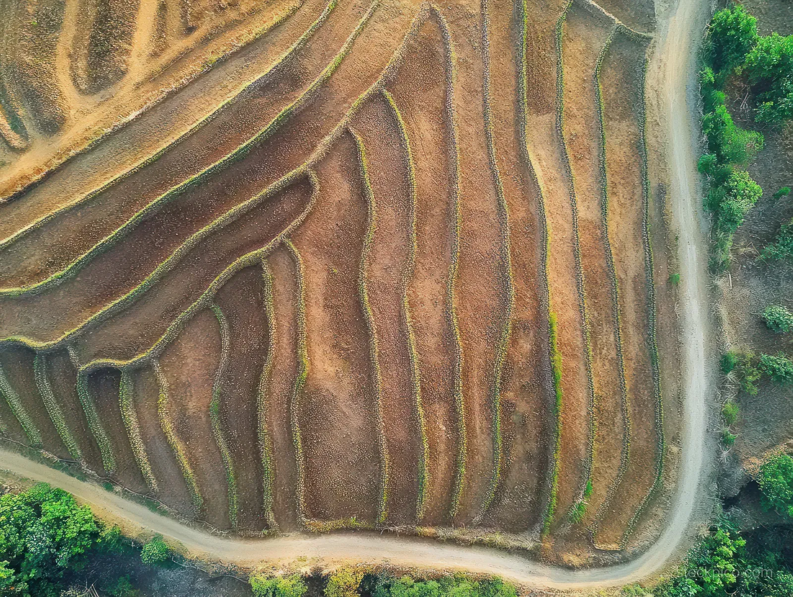 Aerial drone view of terraced rice fields in Yogyakarta with narrow irrigation channels and a winding access road.