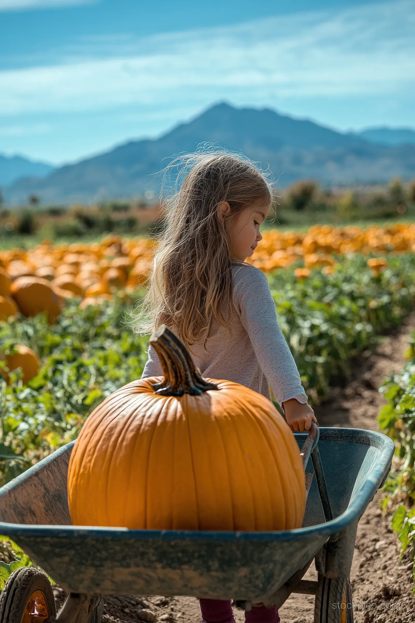 A girl pushing a wheelbarrow with a large pumpkin in a bright pumpkin patch, mountains and blue sky behind.