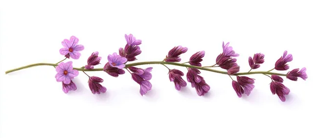 Small purple and pink blossoms on a thin green flower branch isolated against a white background.