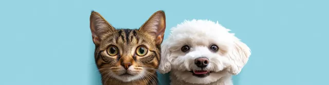 Tabby cat and white fluffy dog sit side by side facing the camera on a light blue background.