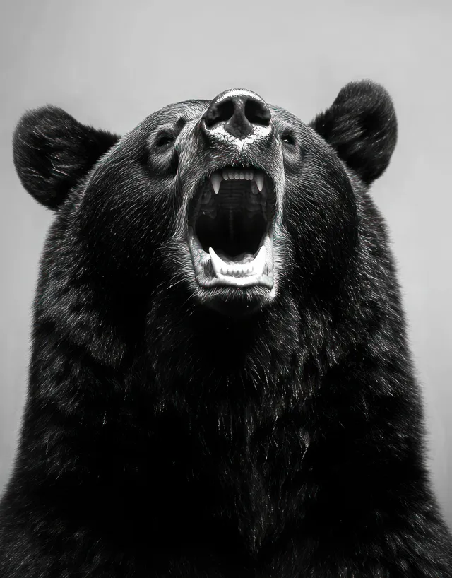 Roaring black bear close-up with open mouth and sharp teeth on plain background