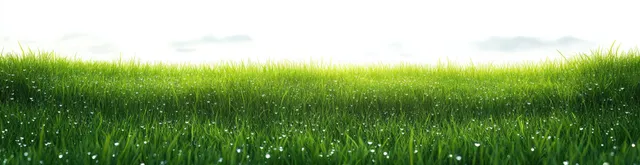 Lush green grass glistens with dewdrops under soft morning light in a serene spring meadow.
