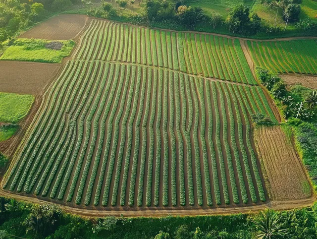Aerial view of green rice paddies with straight symmetrical rows in Yogyakarta under bright sunlight.