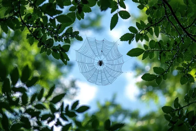 A spider centered on a delicate web between green leaves with blue sky and soft clouds behind it.
