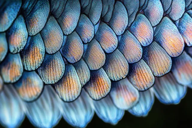 Close-up of iridescent fish scales with blue and gold gradient tones under soft natural light.