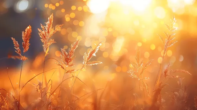Warm golden-hour sunlight bathes autumn meadow grass in a dreamy forest landscape with soft bokeh highlights.