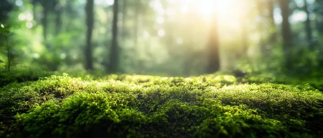 Vivid green moss covers a forest floor while golden sunlight shines through tall trees.