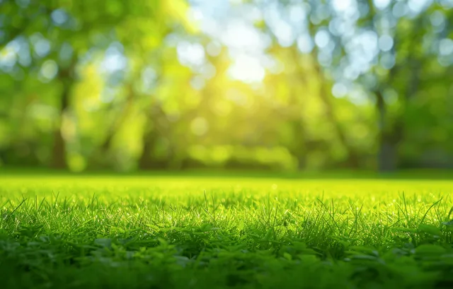 Sunlit green lawn in the foreground with blurred trees and blue sky in the distance.