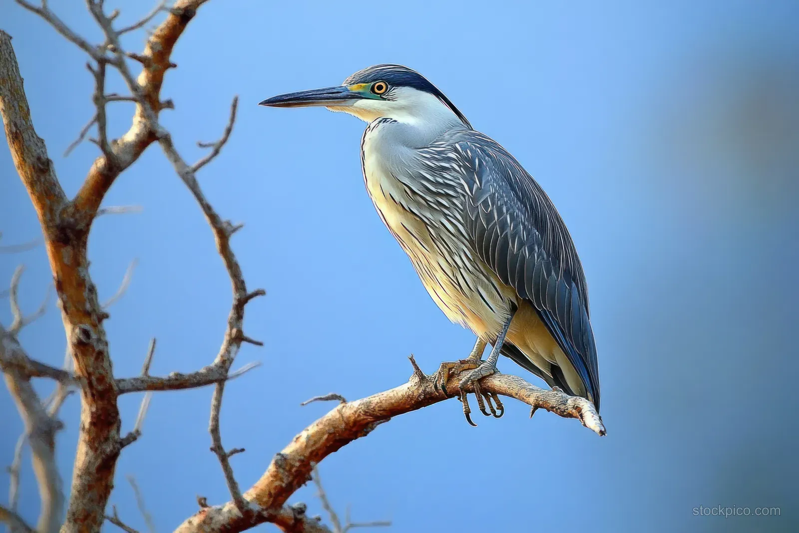 Grey heron perched on a bare tree branch, beak and feather texture sharply visible against blue sky.