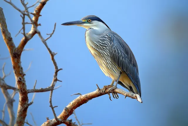 Grey heron perched on a bare branch against clear blue sky, showing crisp feather detail