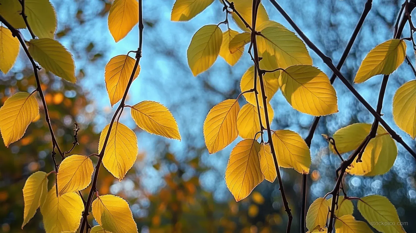 Yellow autumn leaves on tree branches glow in sunlight against a blue sky.