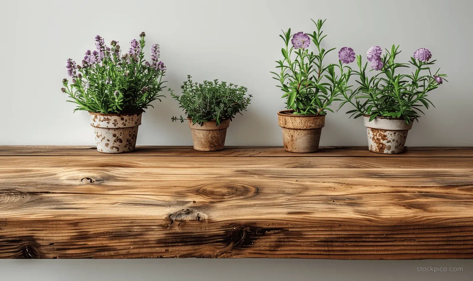 Four potted plants with purple flowers and green leaves arranged on a rustic wooden shelf indoors.
