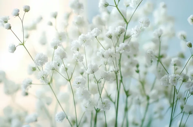 White baby's breath blossoms with green stems, softly blurred light background for airy calm