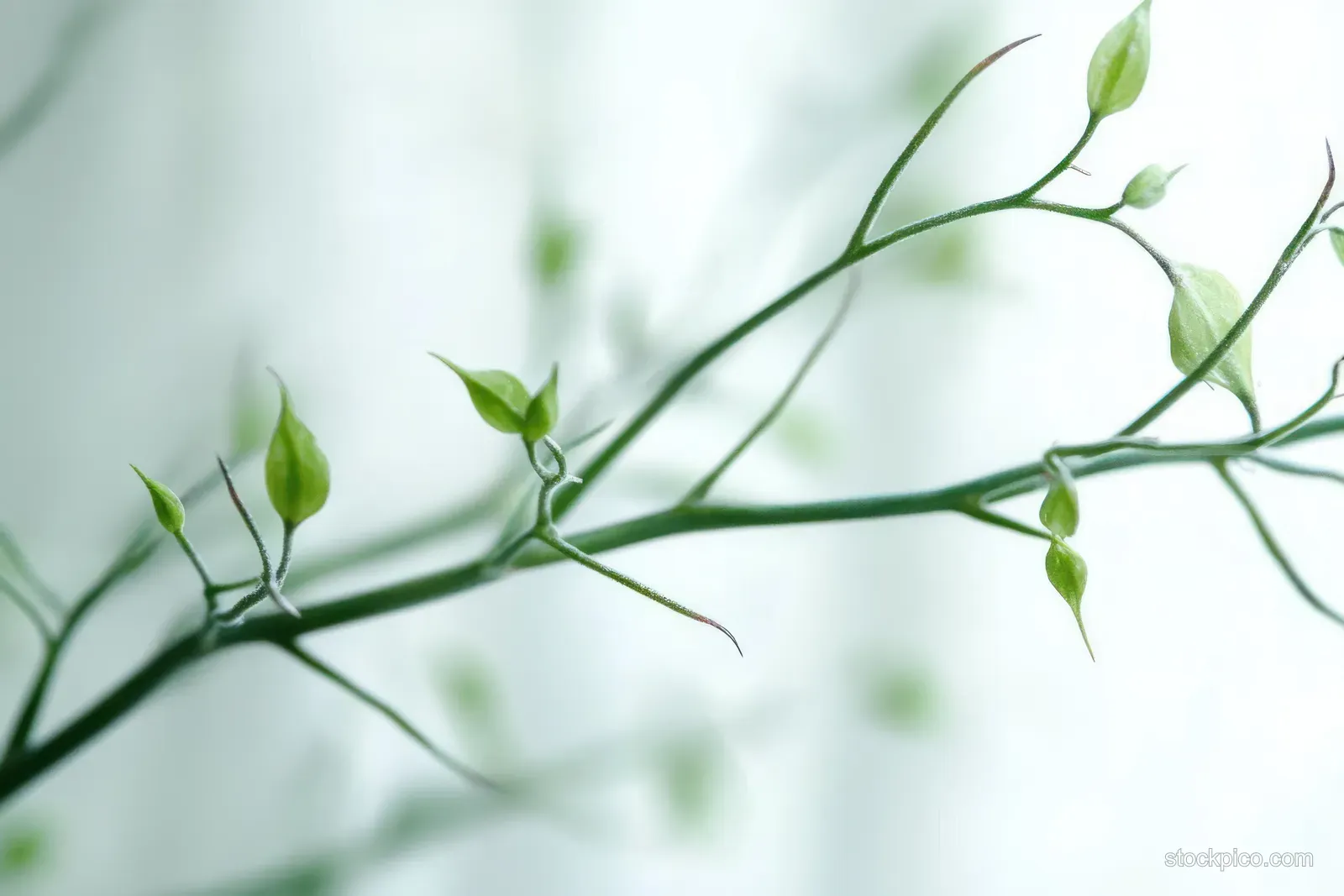 Delicate green stems with small leaf buds against a softly blurred white background.