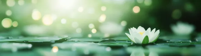 A white water lily blooming on calm green lily pads with soft glowing bokeh lights in the background.