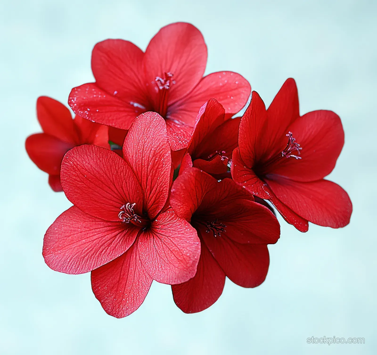 Close-up view of red flower petals and stamens against a soft blue blurred background.