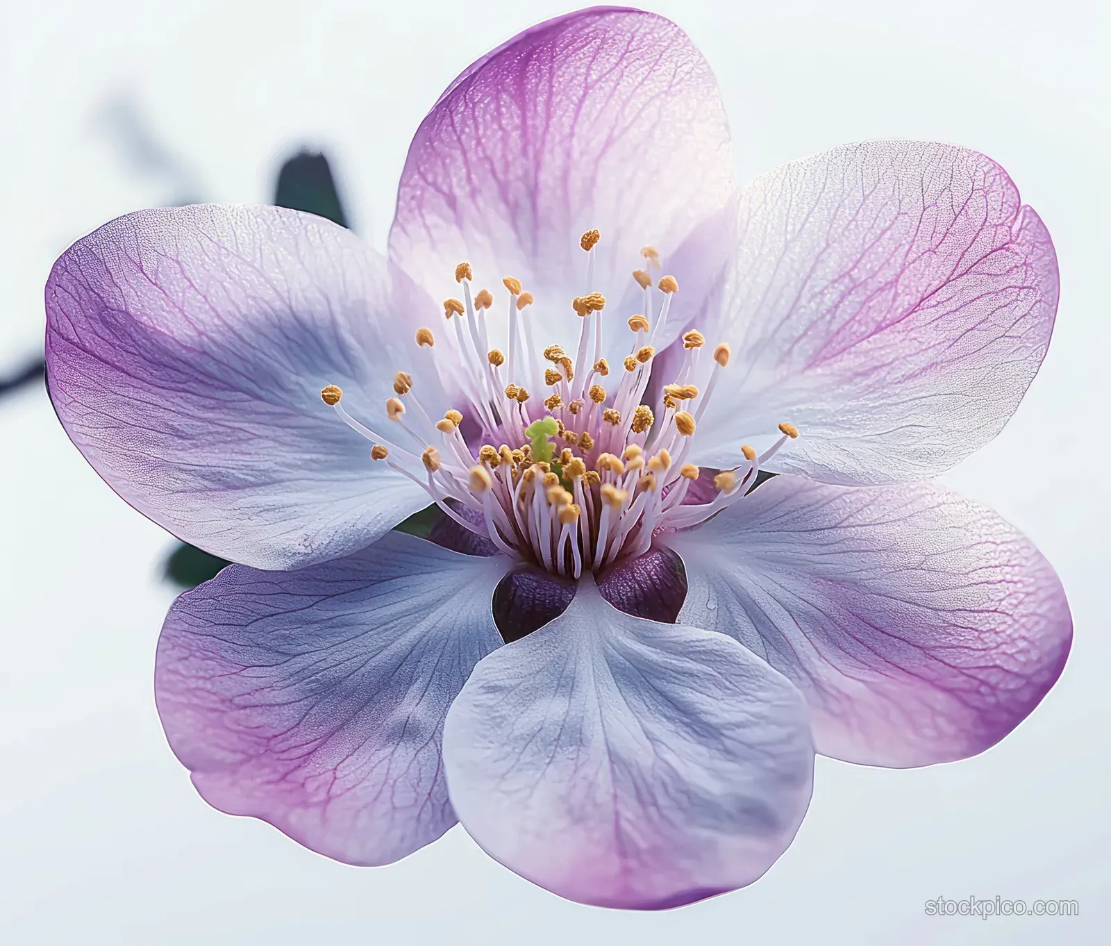 A light purple flower with translucent petals and yellow stamens against a blurred background.