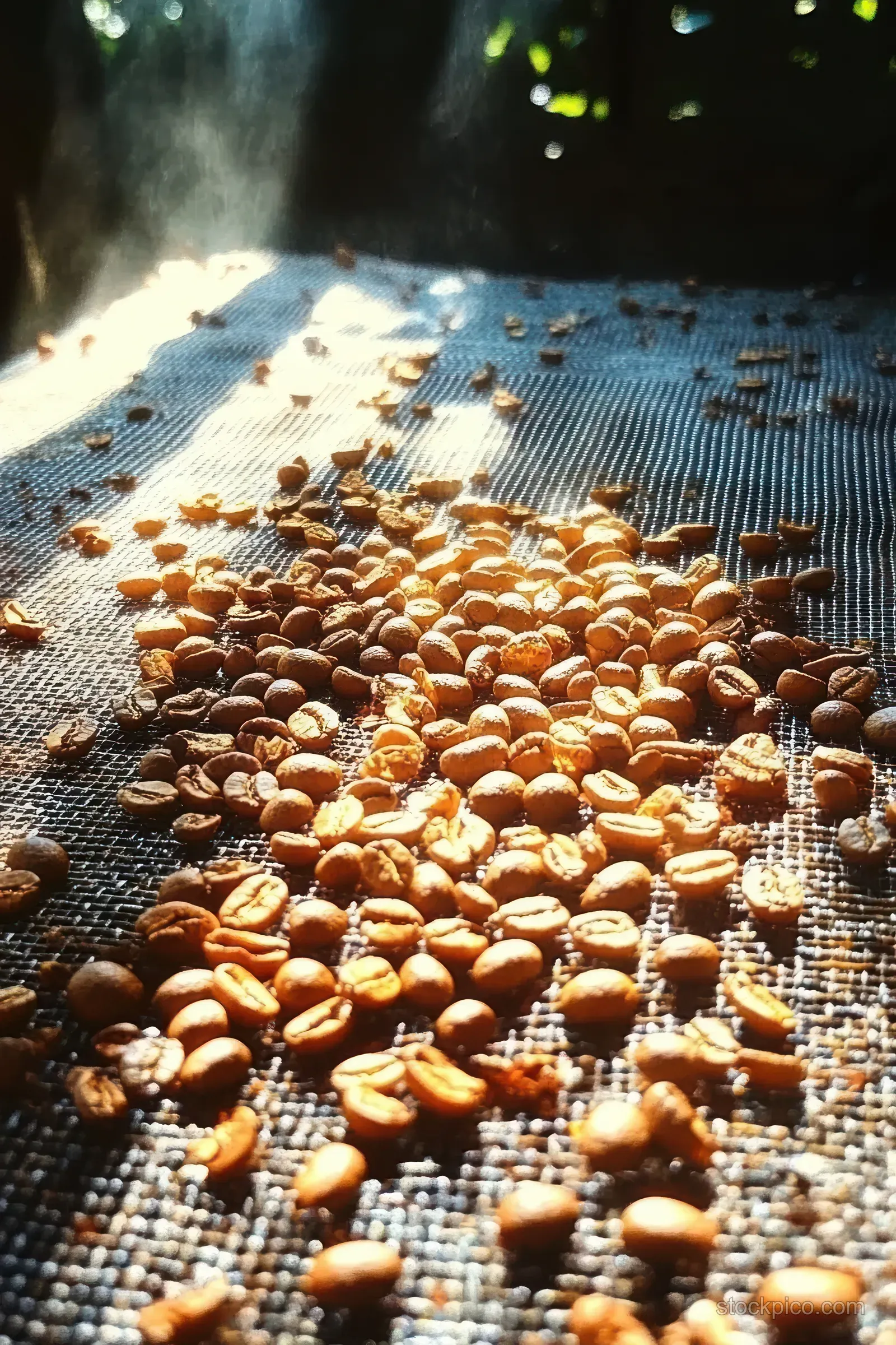 Golden coffee beans spread on a mesh drying screen under direct sunlight with visible texture and shadows.