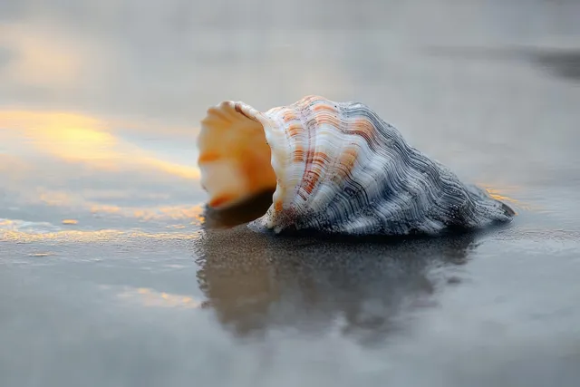 A seashell lies on wet sand beside shallow water with soft sunlight reflections.