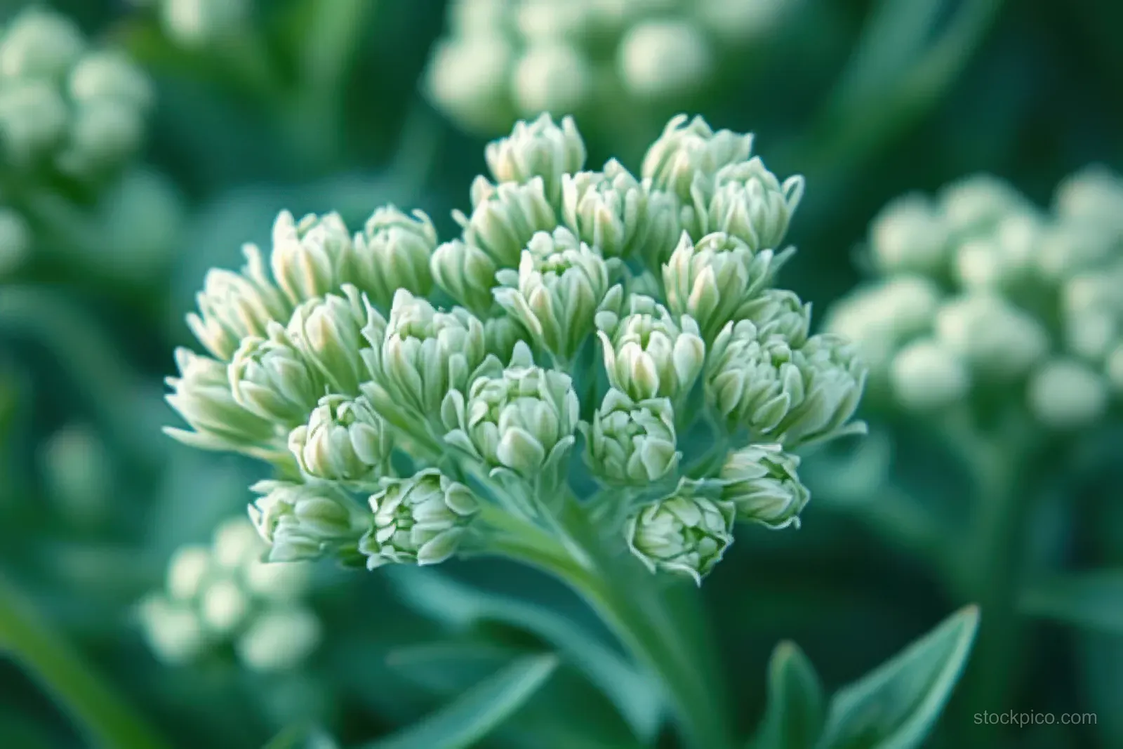 Close-up of clustered green succulent buds with detailed leaf texture and soft blurred greenery background.