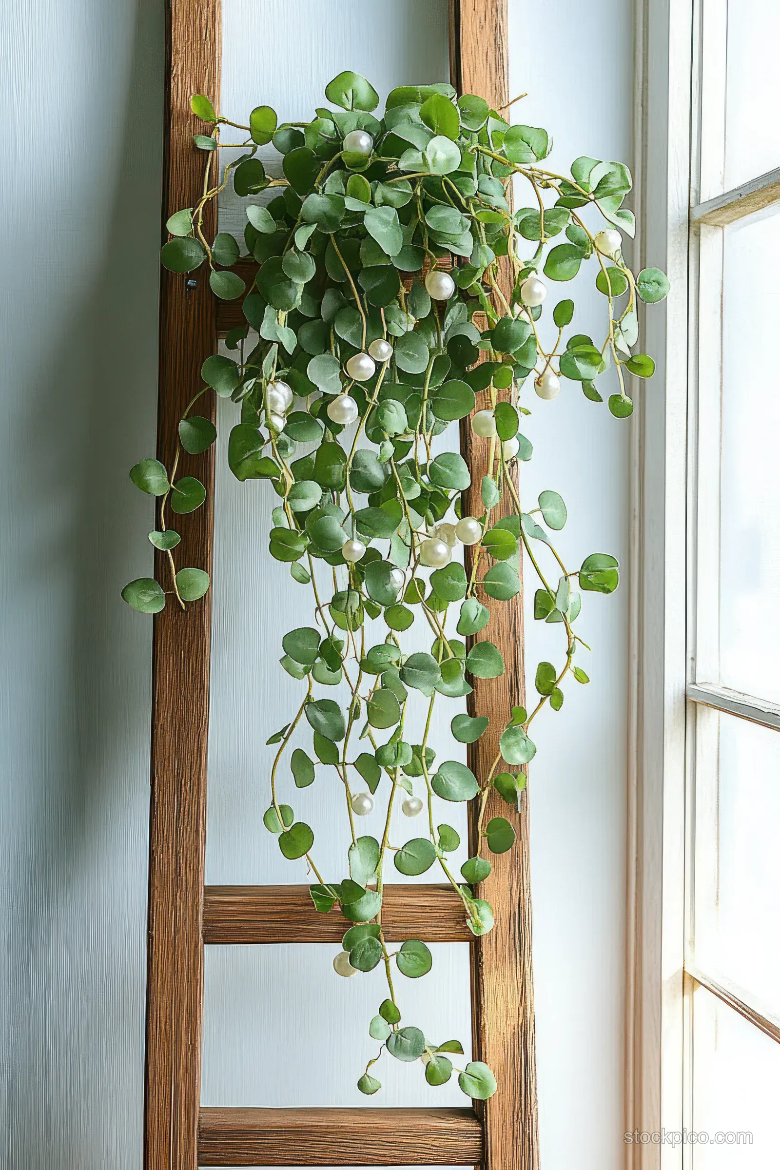 Trailing green plant with round leaves and white beads hangs on a wooden ladder beside a bright window.