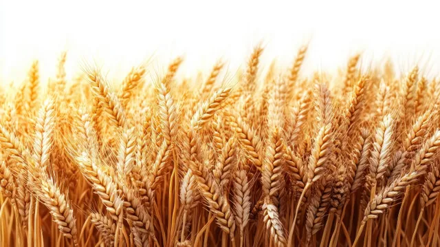 Close-up of golden wheat ears filling the frame in a sunlit field