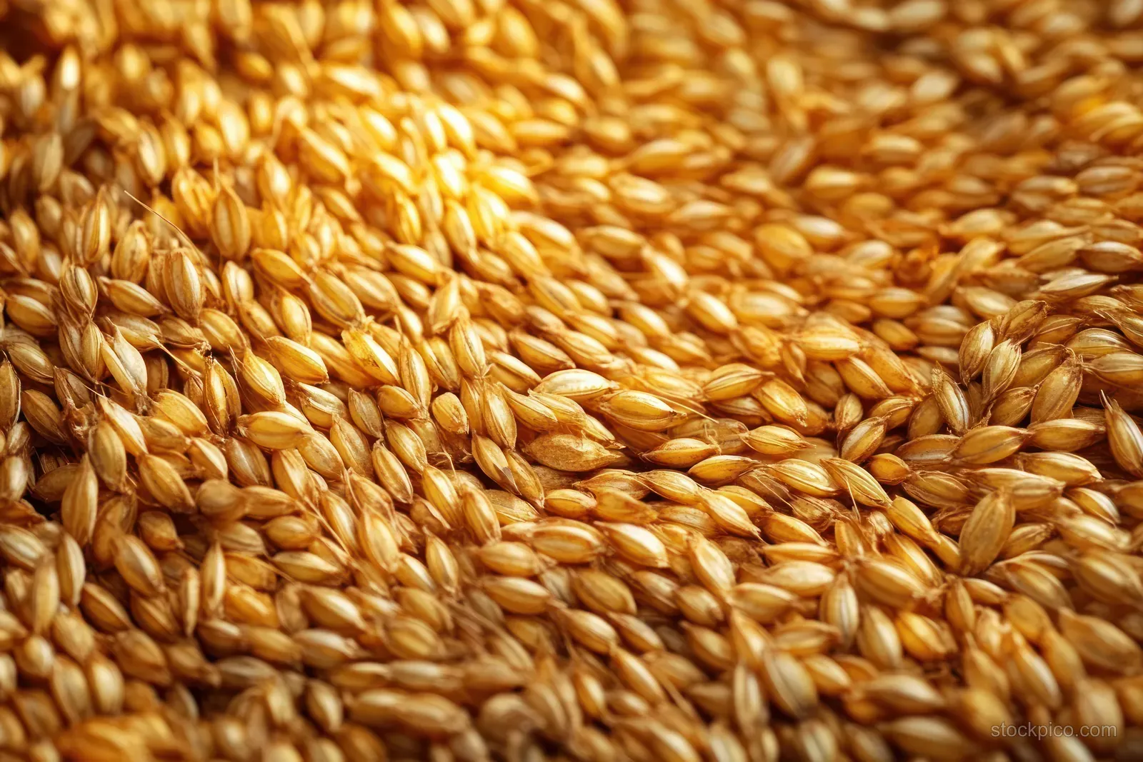 Macro view of golden barley grains covering the frame with glossy textured surfaces.