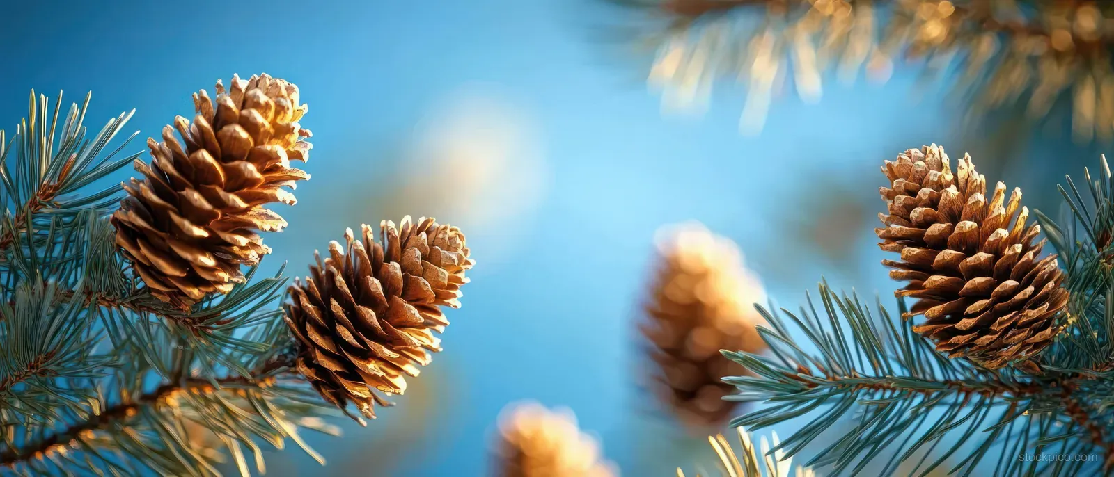 Pinecones cling to evergreen branches with visible cone scales against a bright blue sky.
