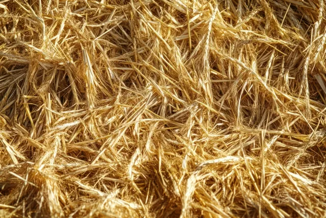 Golden Straw Texture Filling a Sunlit Harvest Field