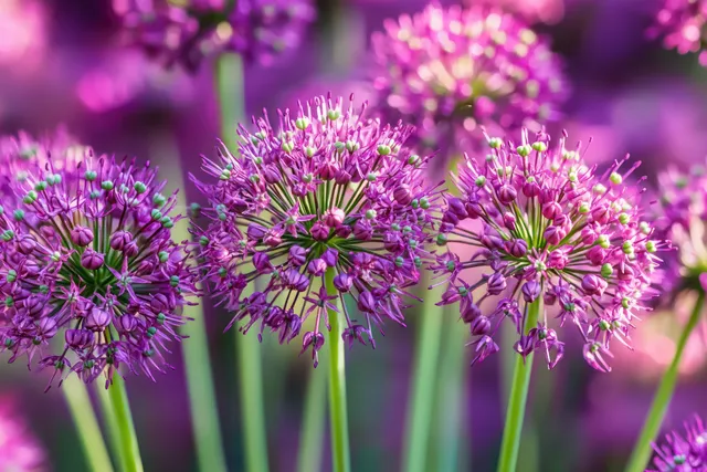 Close-up of purple allium flower spheres on green stems with a soft blurred garden background.