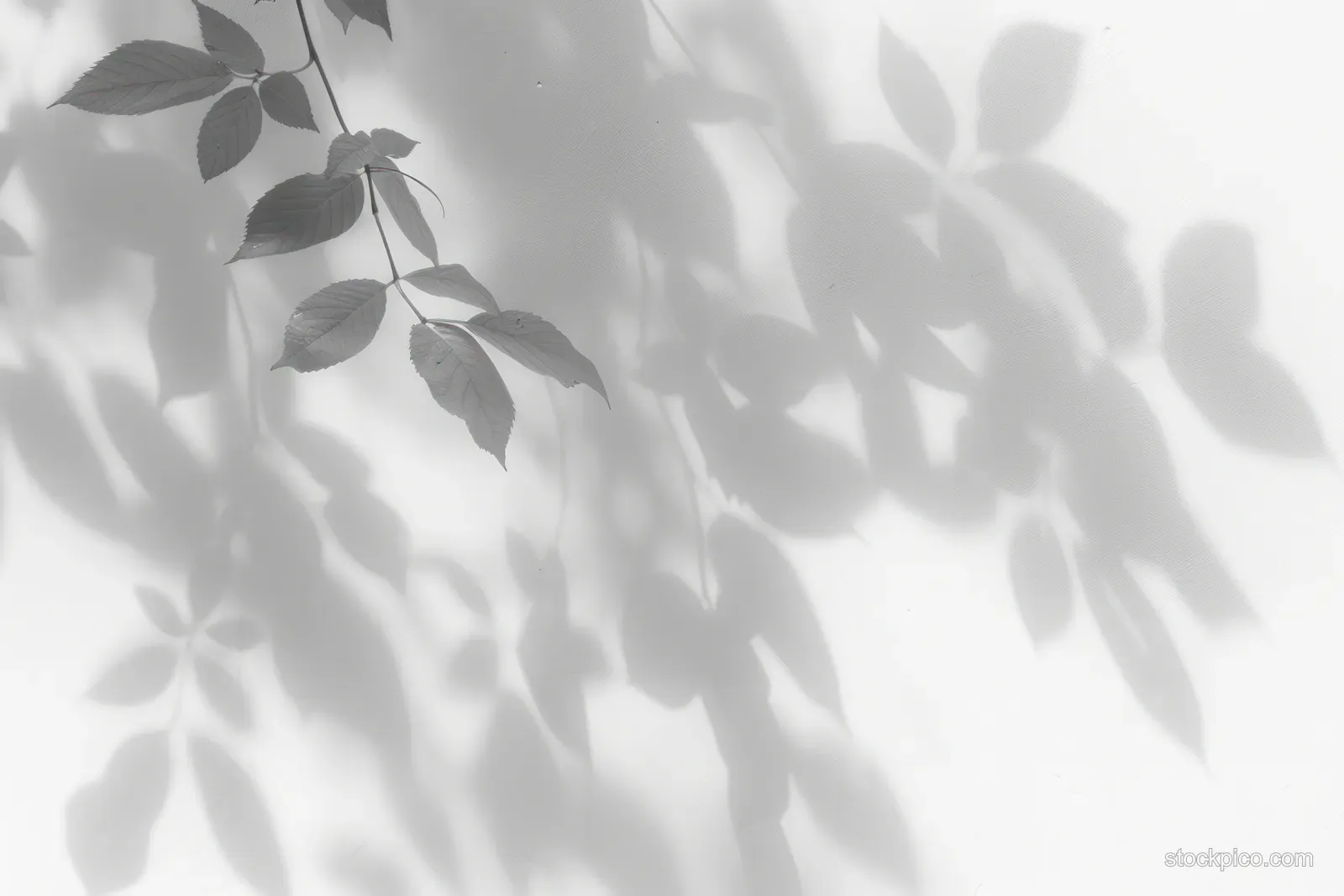 Close-up leaf branches cast soft silhouettes and shadow play over a white background.