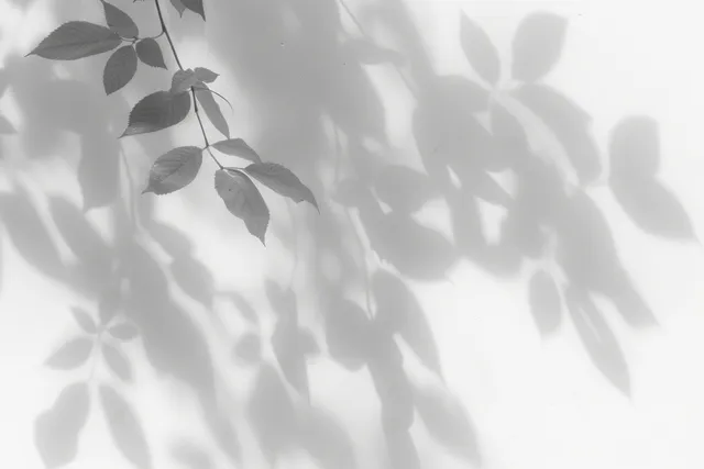 Delicate leaf branches cast soft shadows across a white minimalist background