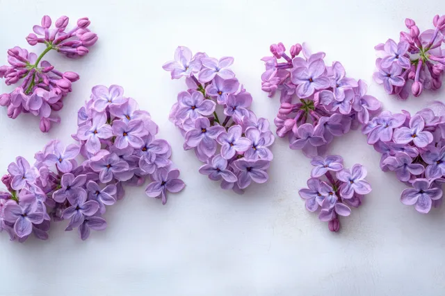 Purple lilac flower clusters and buds arranged on a clean white background with visible delicate petals.
