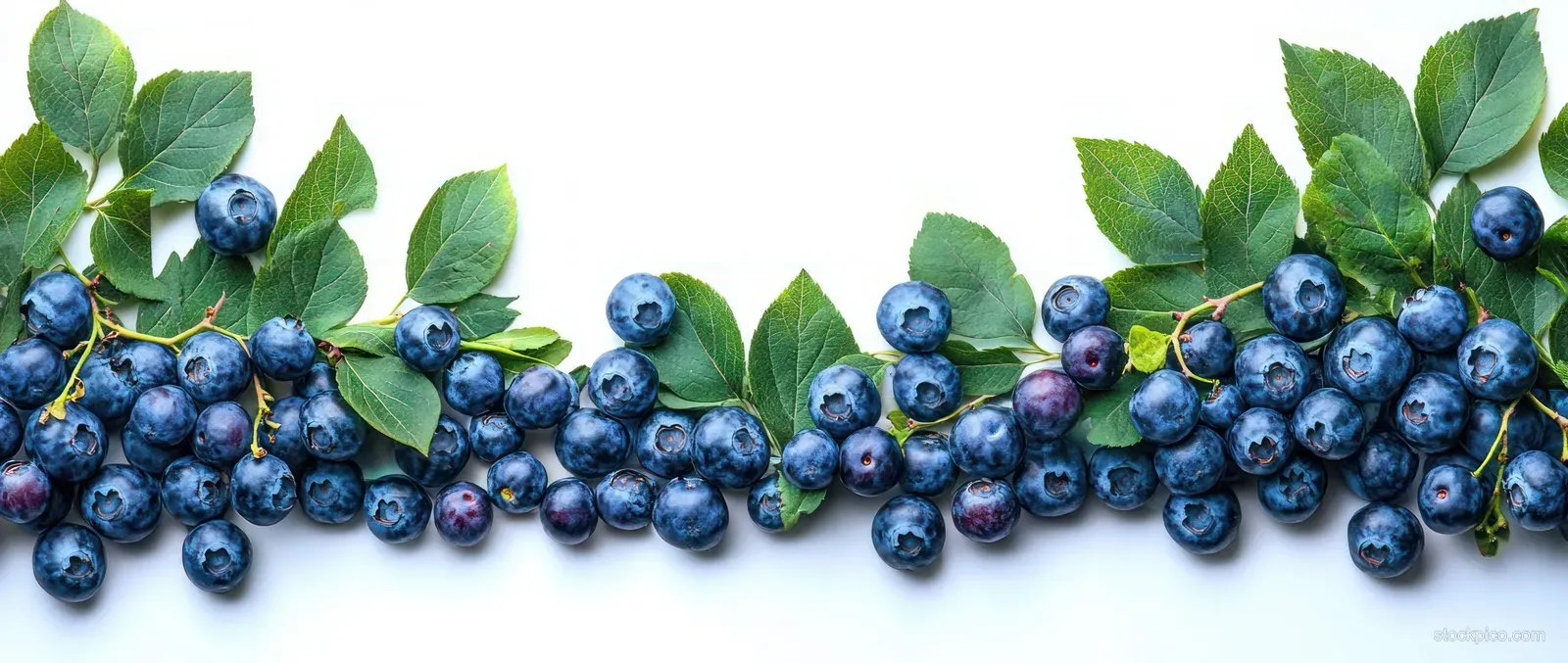 Fresh blueberries with green leaves arranged along the top on a white studio background.