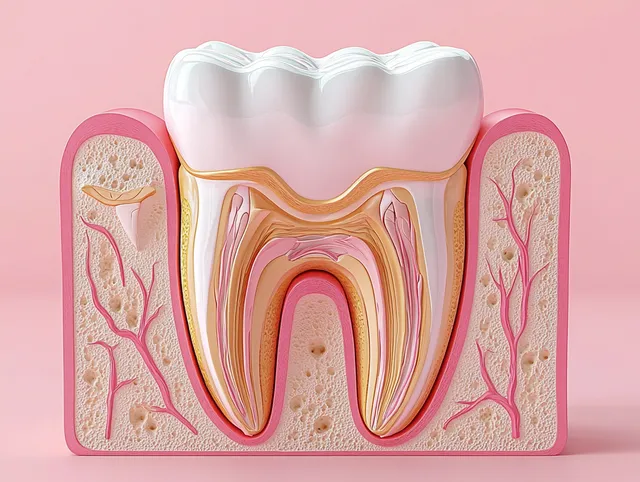 Cross-section of a molar tooth revealing enamel, dentin, pulp, vessels, and gum tissue on pink backdrop