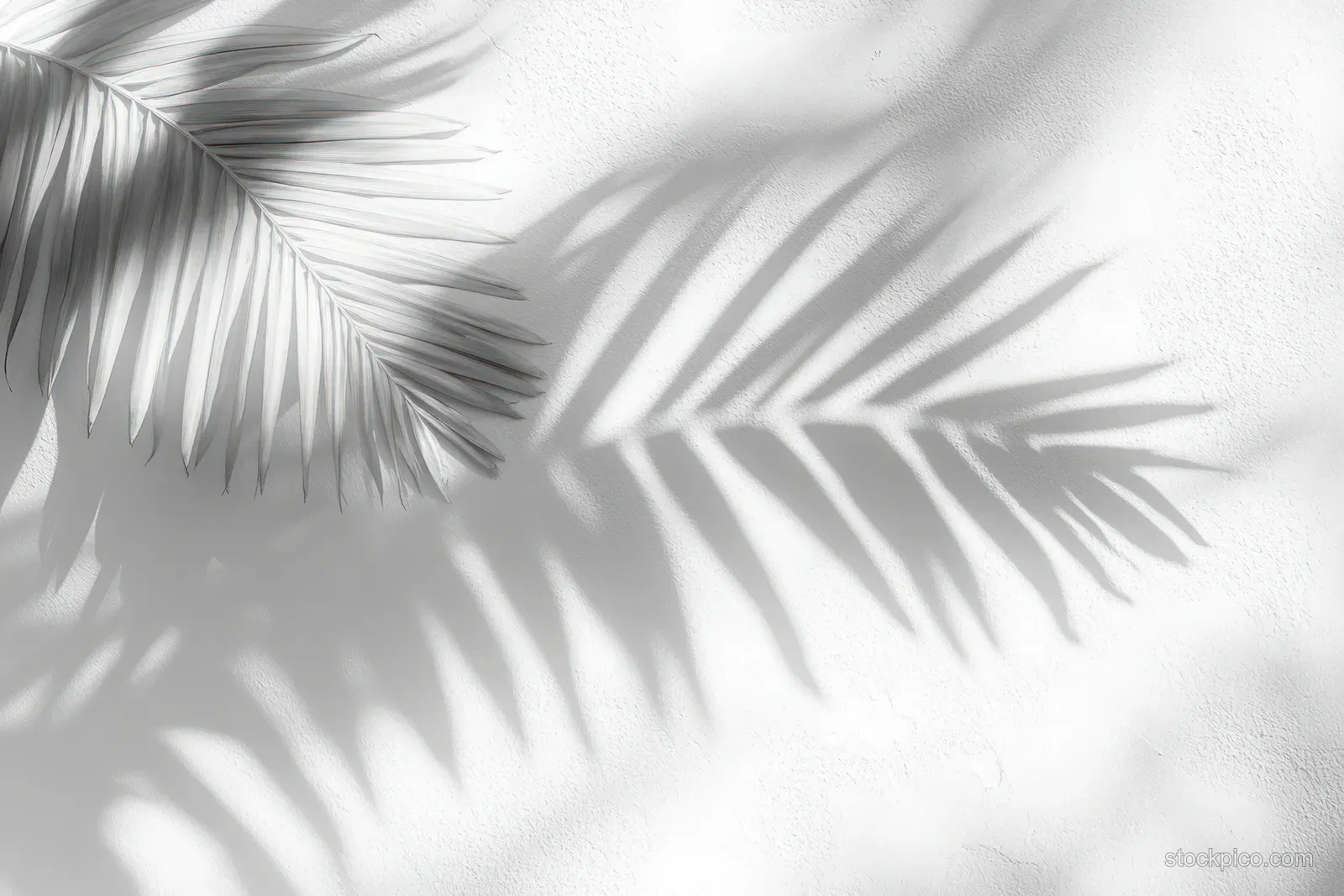 Palm leaf shadows fall across a textured white wall in black and white.