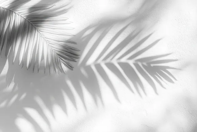 Palm leaf shadows on textured white wall in monochrome light