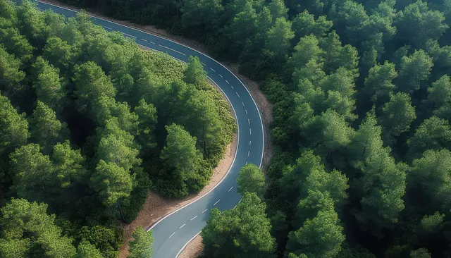 Winding asphalt road curves through dense pine forest canopy under soft daylight with Outdoor Travel