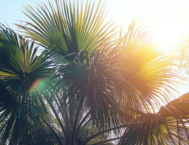 Sunlight filters through green palm fronds, creating warm lens flare and sunburst highlights