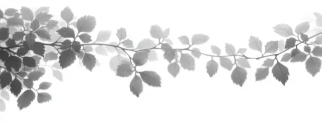 Delicate branch with translucent leaf clusters forming a soft gradient on white background