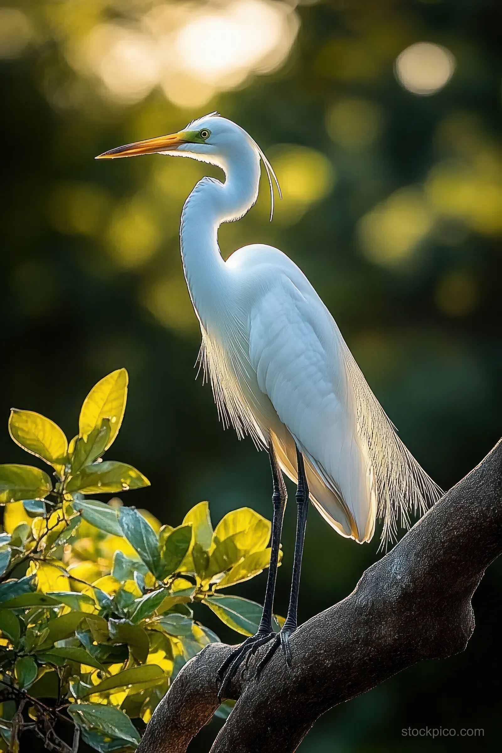 White heron perched on a tree branch with its long neck and yellow beak visible among sunlit green leaves.
