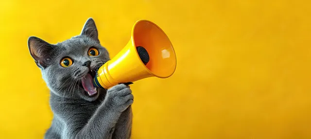 Grey cat shouting into a yellow megaphone against a bright yellow background.