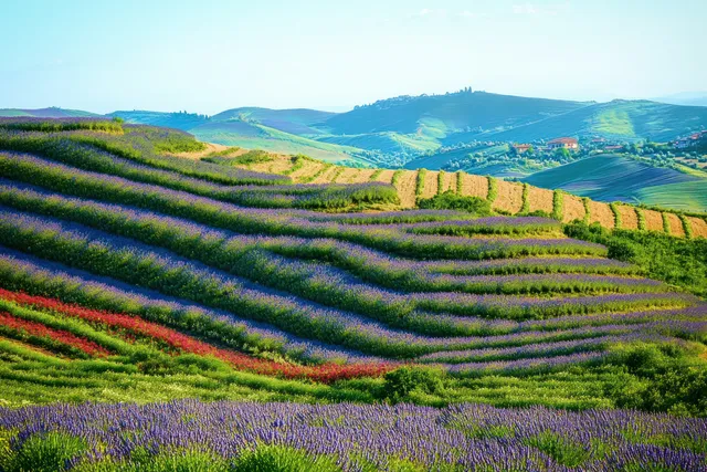 Terraced lavender fields in purple and green rows bloom under a clear blue sky with rolling hills in the distance.