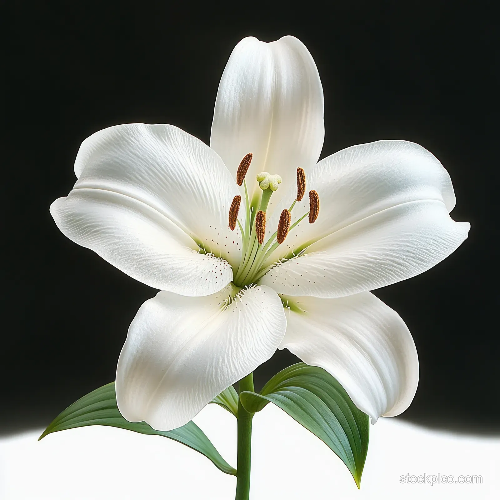 Close-up of a white lily flower with prominent stamens and green leaves against a black and white background.